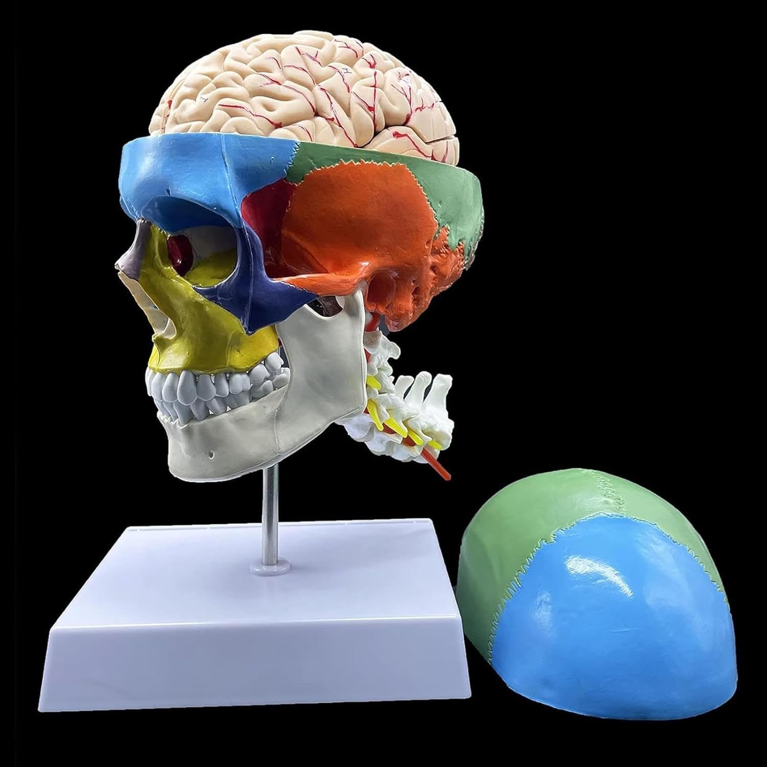 Modello anatomico del cranio umano con cervello e vertebra cervicale, a grandezza naturale, partizionato per insegnamento in aula scientifica, strumento educativo per studi di anatomia