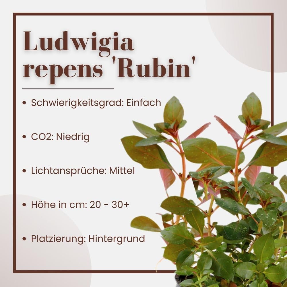 AquaOne Ludwigia repens Plante d'aquarium « Rubis » I Plante d'aquarium Plante tige entièrement racinée Facile d'entretien Décoration d'aquarium