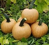 Hot Chocolate Pumpkin Seeds for Planting (10 Seeds)