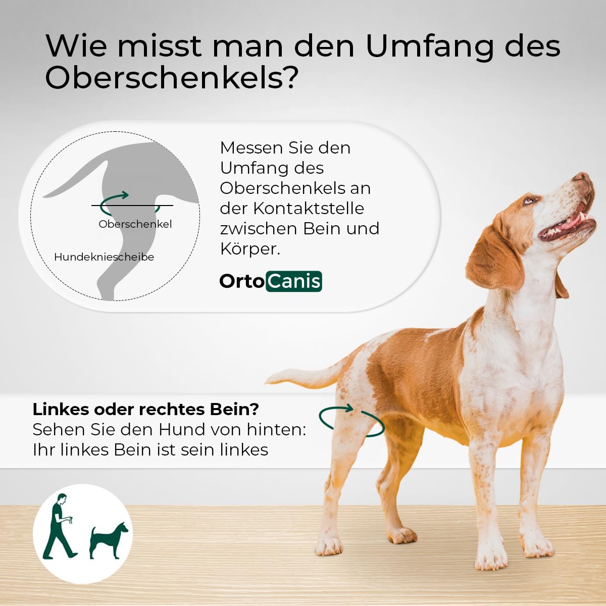 Ortocanis - Kniebandage Hund Hinterbein für das Linke Bein - Hergestellt aus Neopren ARD - Bei Kreuzbandriss, Bänderverletzungen, Patellaluxation oder Osteoarthritis - Größe Medium (11,5-12,2")