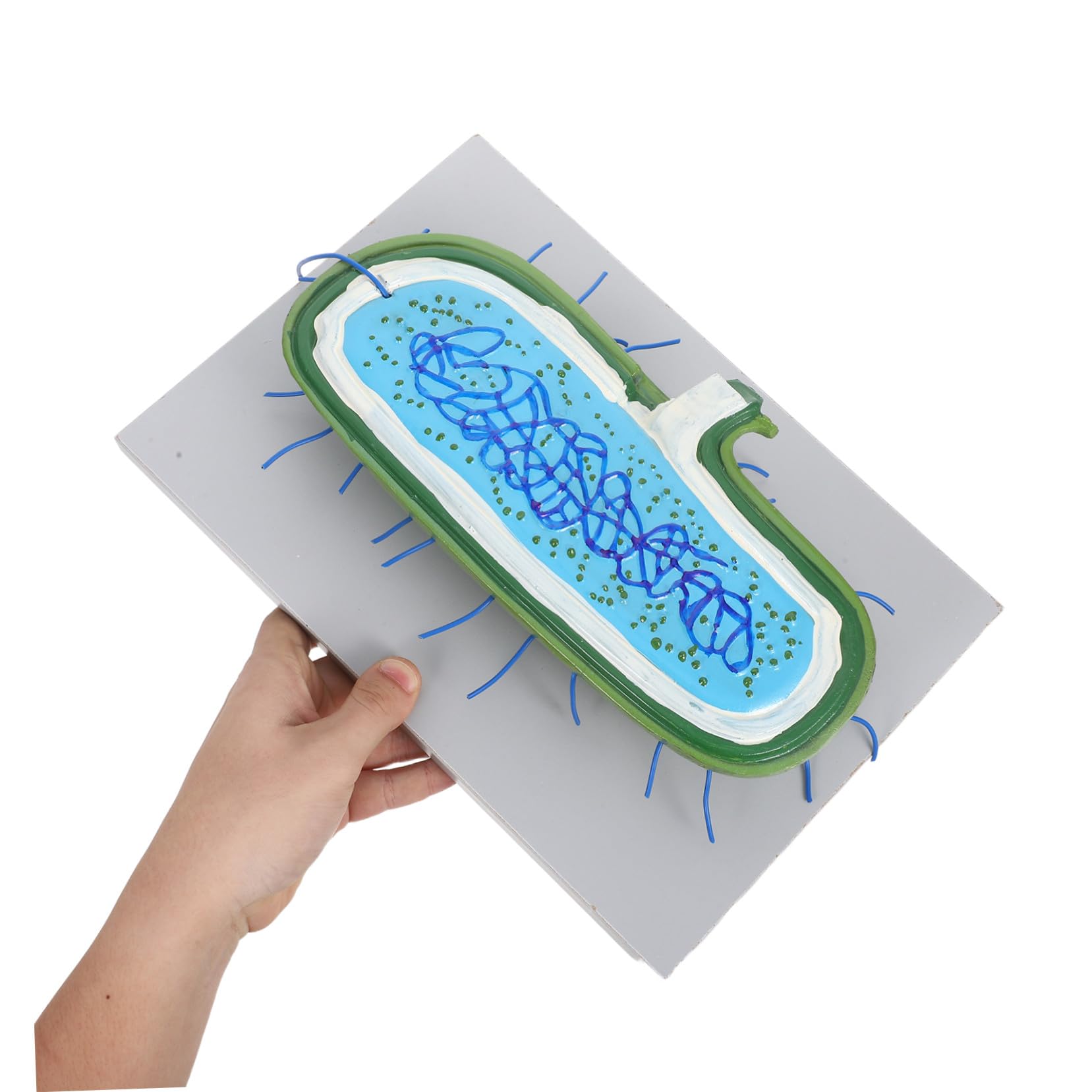 Zellstrukturmodell für Biologieunterricht Anatomisches Modell mit Organellen Kernmodell für Schüler Unterrichtsmodell aus Langlebigen Materialien