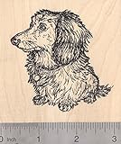 Long-Haired Dachshund Rubber Stamp, Dog