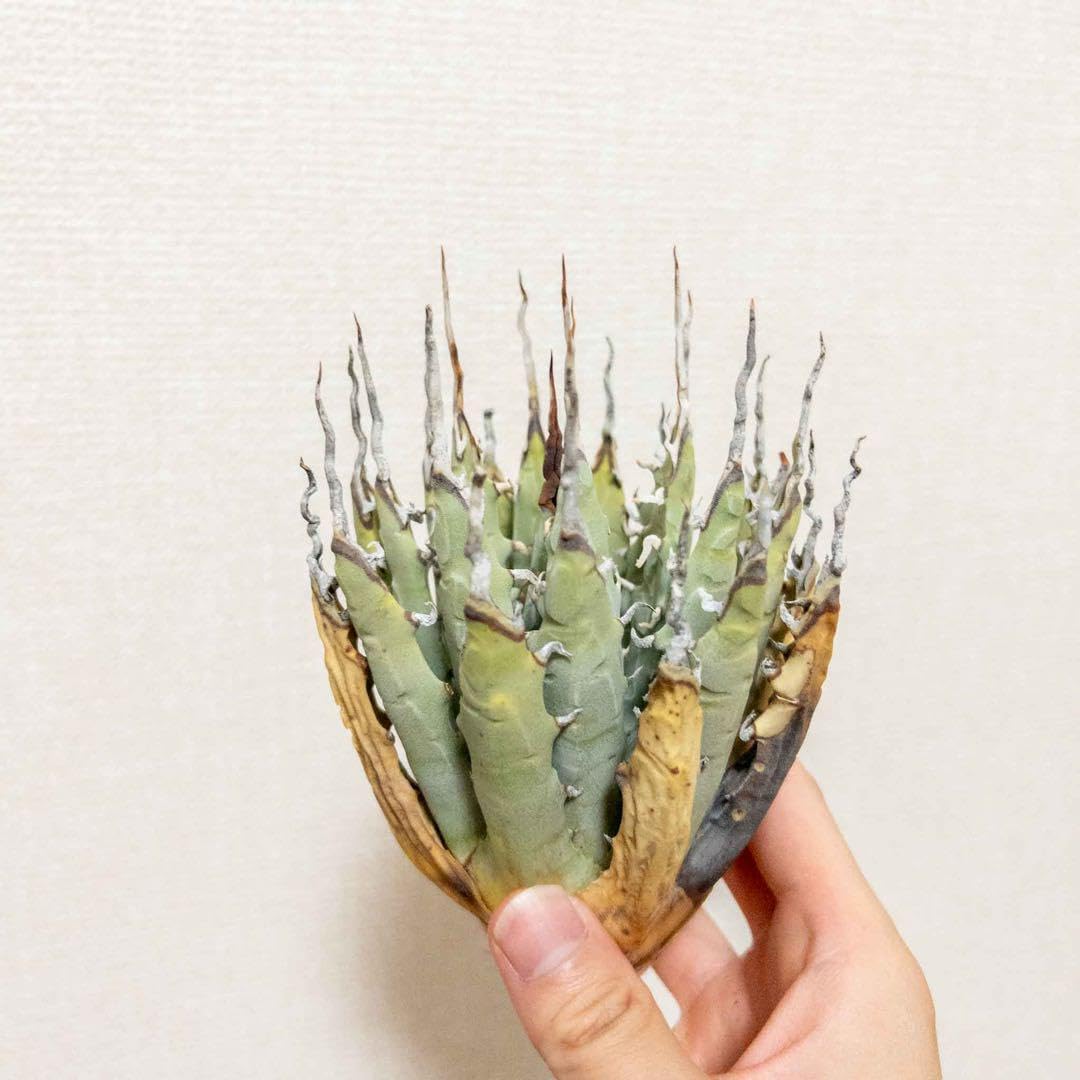 26 ユタエンシス エボリスピナ 現地株 ベアルート 陽炎 アガベ 40 ユタエンシス エボリスピナ 現地株 ベアルート 陽炎 アガベ