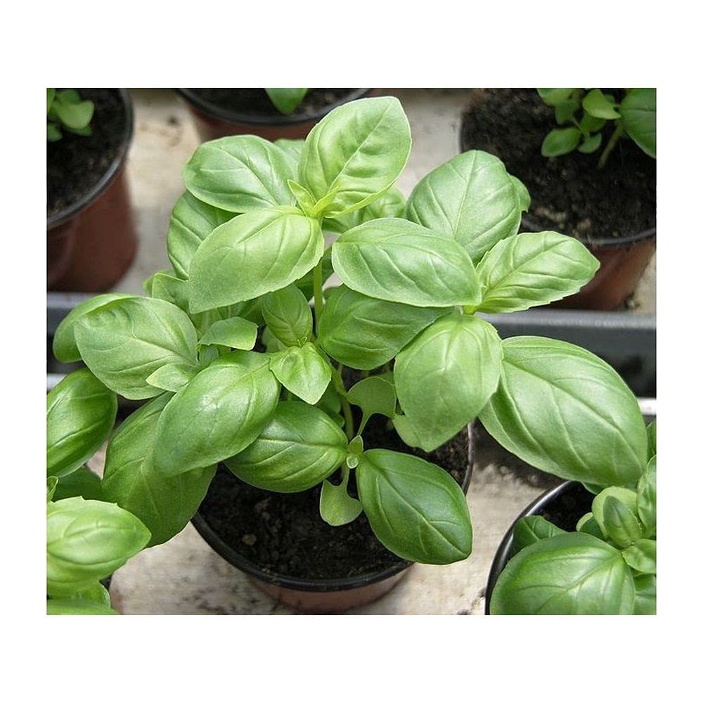 Live Green Herb Seeds |Sweet Basil Herb Seeds For Home Gardening (50 Seeds Pack) (B099KN2JMD) Amazon Price History, Amazon Price Tracker
