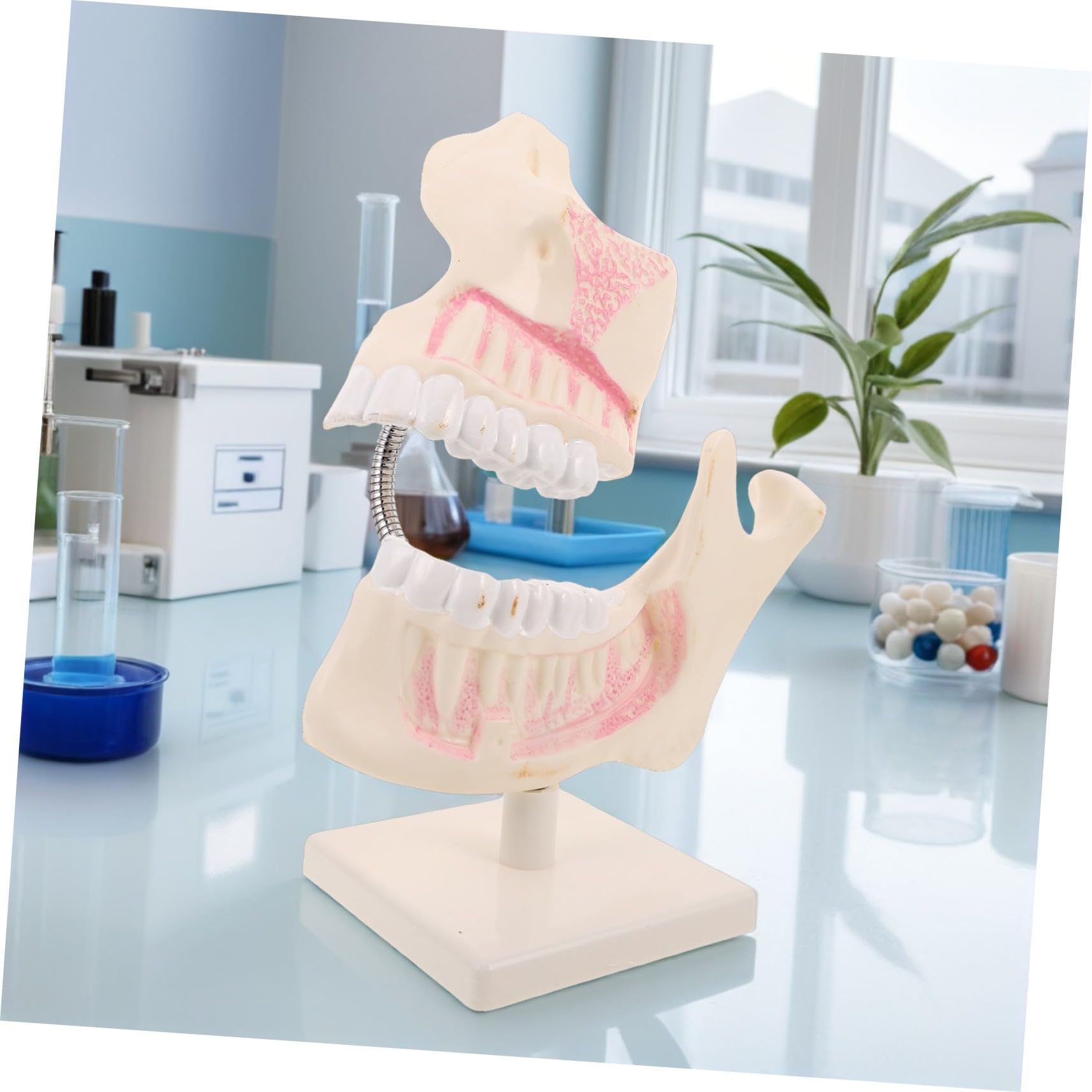 Mobestech Modello in Plastica per Pratica Odontoiatrica Strumento Dimostrativo per Insegnamento e Studio Rappresentazione Anatomica Accurata per Studenti e Tecnici