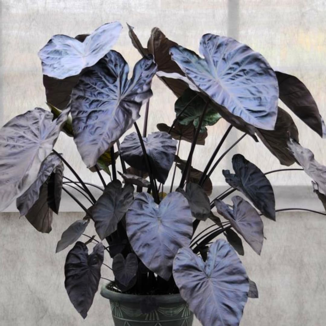 UIOTER Colocasia Elephant Ears Live Plant