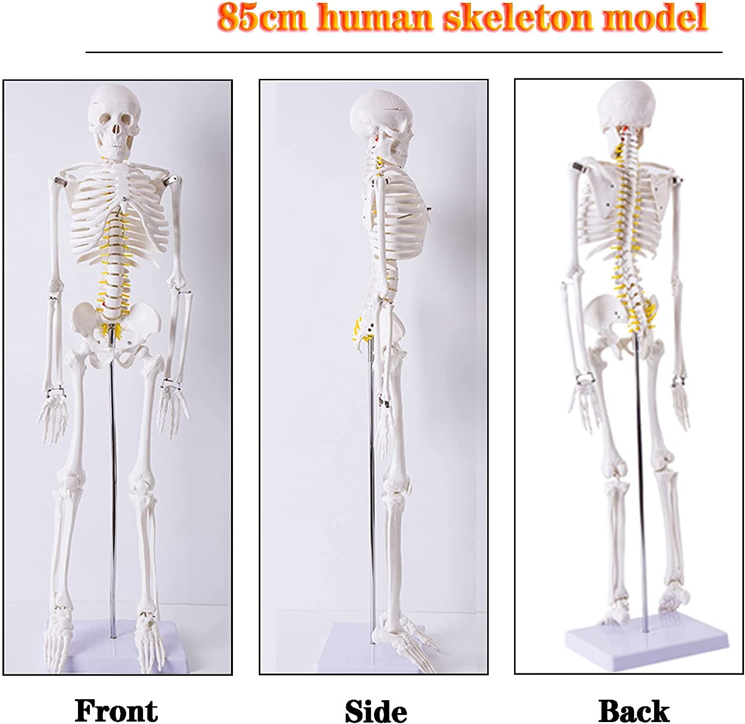 Model ludzkiego szkieletu o długości 85 cm do nauczania anatomii — zdejmowany szkielet z PCV z czaszką, kręgosłupem i ruchomymi stawami
