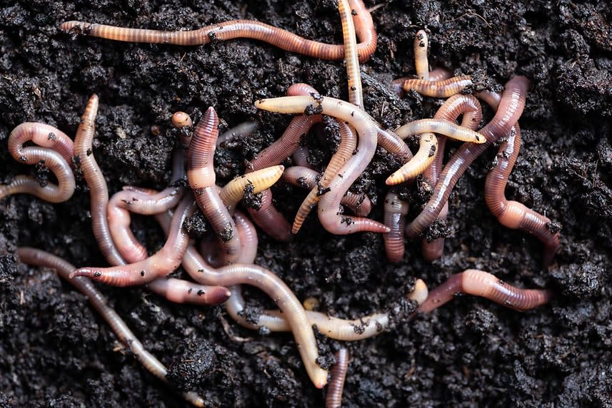 Thewormhub LARGE DENDROBAENA WORMS COMPOSTING WORMS FISHING LIVE BAIT/COMPOSTING/REPTILE FOOD 100g