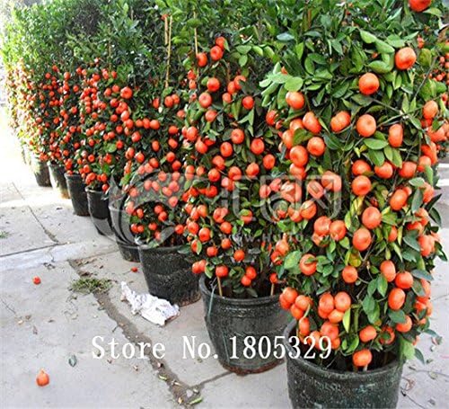 HOO PRODUCTS - 20pcs Edible Fruit Mandarin Bonsai Tree Seeds, Citrus Bonsai Mandarin Orange Seeds heirloom seeds Cheap!