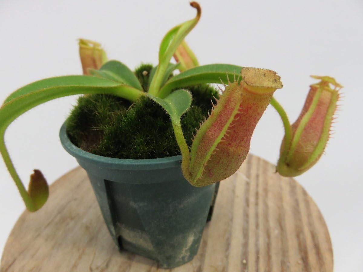 Amazon.co.jp: N.edwardsiana #51 yellow porling ranau × veitchii