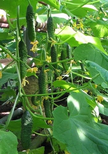 Raise Me Up: Seeds Self-Pollinated Cucumber Firm Secret F1 For Pickling Non Gmo #TOP7
