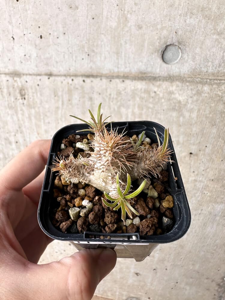 Amazon｜【現品限り】パキポディウム・グラキリス【H32】 Pachypodium  