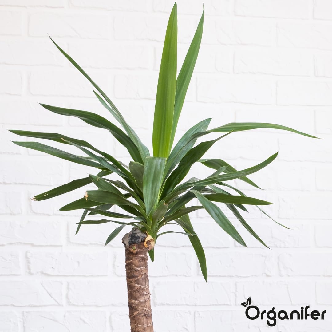 Flüssigdünger Für Yucca-Palmen - 10L - NPK 2-1-8 | Dünger Für Gesundes Wachstum Und Starke Pflanzen - Fördert Wurzeln Und Widerstandskraft - Organifer