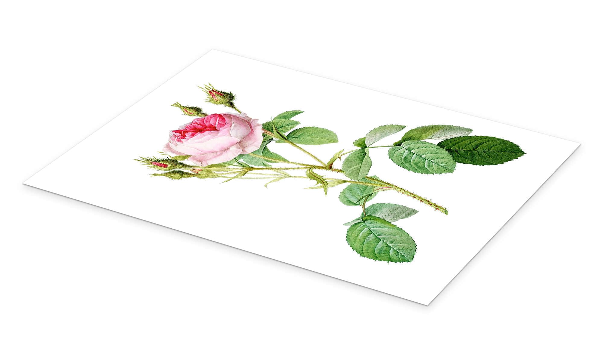 Rosa muscosa multiplex Plakat