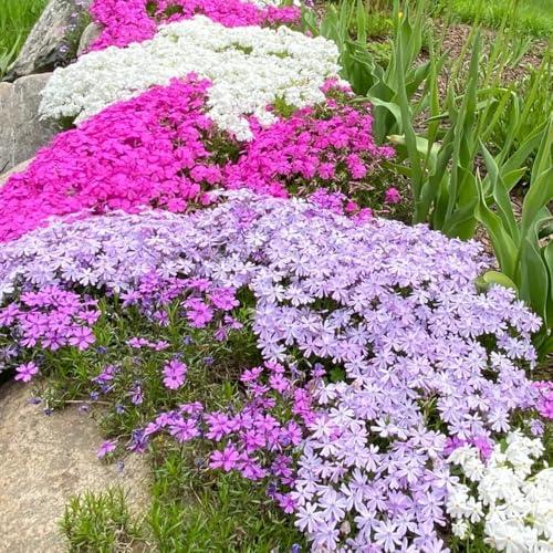 Semillas de Phlox de alfombra resistentes al invierno, de jardín de flox subulata 1000pcs