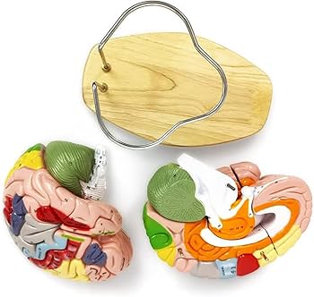 Amazon.co.jp: 脳模型 人体模型 2回分等身大 人体局所脳模型 大脳皮質