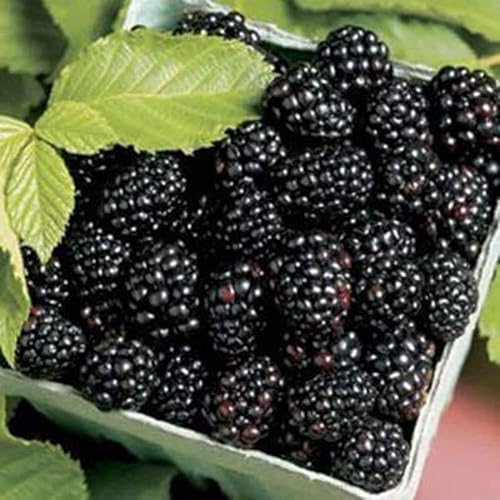 Miniatura 3 de Semillas de mora Paquete de 100 unidades sin espinas de semillas, deliciosas, nutritivas, dulces, naturales, Jardín Perenne o frutas en recipiente