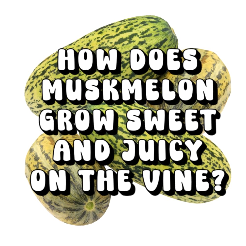 How Does Muskmelon Grow Sweet and Juicy on the Vine?