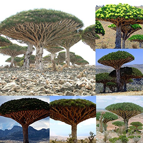 Whiie891203 Garden Seeds,10 Pcs Dragon Blood Tree Seeds Giant Plants Garden Yard Decor Ornamental Bonsai