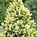 Picea glauca 'Daisy's White' Kompakte Immergrüne Konifere Gartenpflanze für den Außenbereich im Topf – Ideal für Blumenbeete, Rabatten und mehr