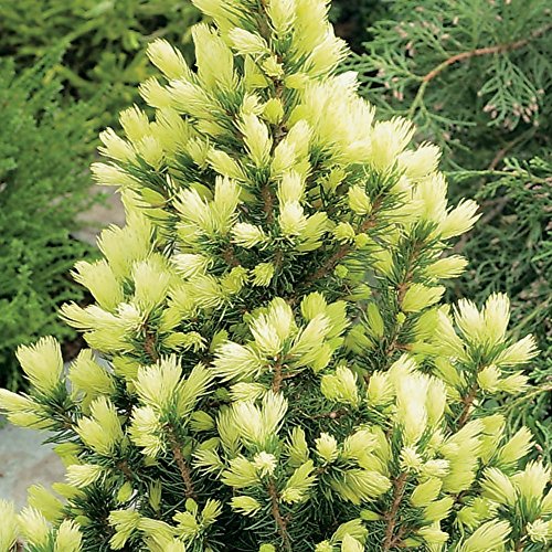 Picea glauca 'Daisy's White' Kompakte Immergrüne Konifere Gartenpflanze für den Außenbereich im Topf – Ideal für Blumenbeete, Rabatten und mehr