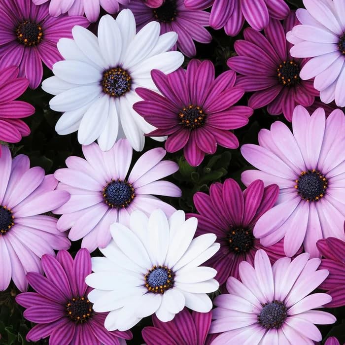 Image of Osteospermum Seeds Pack 50+ Premium African Daisy Garden Seeds for Planting Balcony Terrace Home Gardening Colorful Daisy Flowers Easy Grow Seasonal Bloom Plants (Osteospermum 55++)