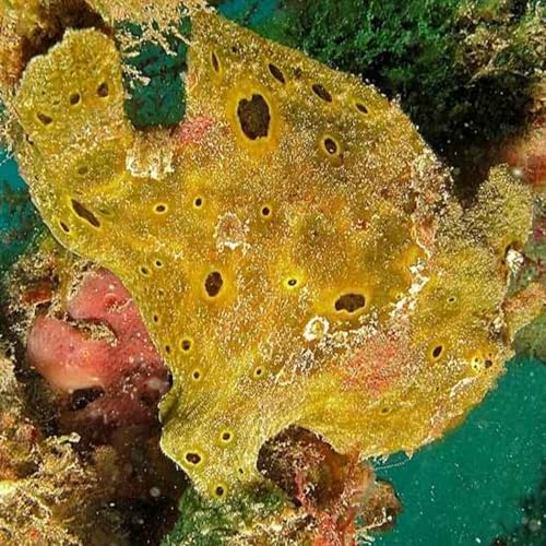 Facts: The Spotfin Frogfish Podcast Por  arte de portada