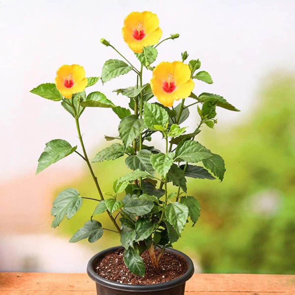 Bhajanlal Greenery Gudhal Live Plant | Hibiscus Flower | Hibiscus Rosa-Sinensis | Plant with 4 Inches Pot | Pack of 1 (B08H8PYJLL) Amazon Price History, Amazon Price Tracker