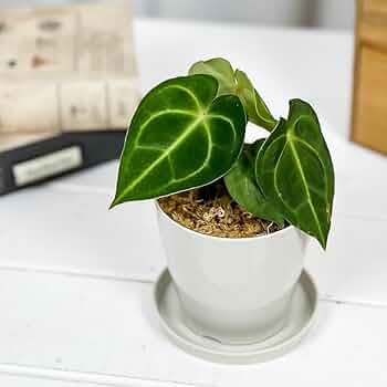 61qhFvXSAuL._AC_UF350,