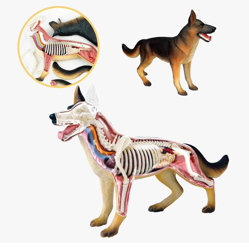 Modelo de AnatomíA de óRganos de Animales Juguete de Ensamblaje de Inteligencia para Perros 4D Modelo de AnatomíA para EnseñAnza Aparatos de Populares DIY