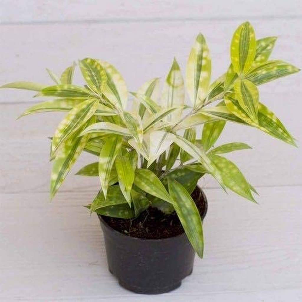 indoor planter with drainage 16.54
