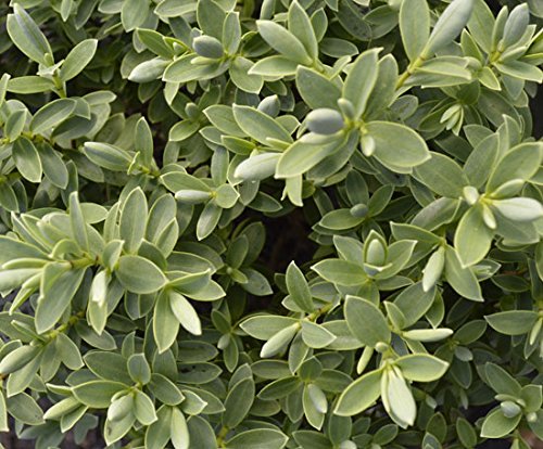 Hebe 'Sutherlandii' 15cm Pot Size