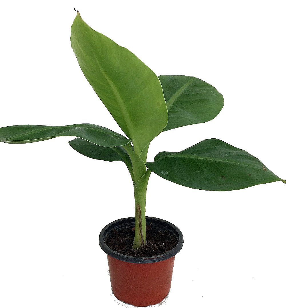 JooGTooK Rare Hybrid Banana Tree PALAYANKODAN (Variety of Banana) 1 Live Healthy Plant. New (B0B34KQGV2) Amazon Price History, Amazon Price Tracker