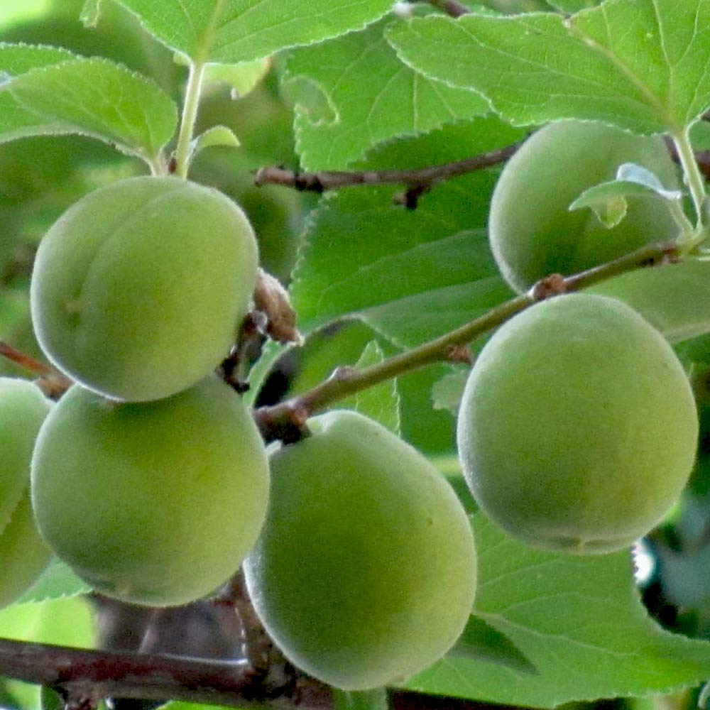 Amazon.co.jp: 梅の苗木 品種:豊後(ぶんご)【品種で選べる果樹苗木 2