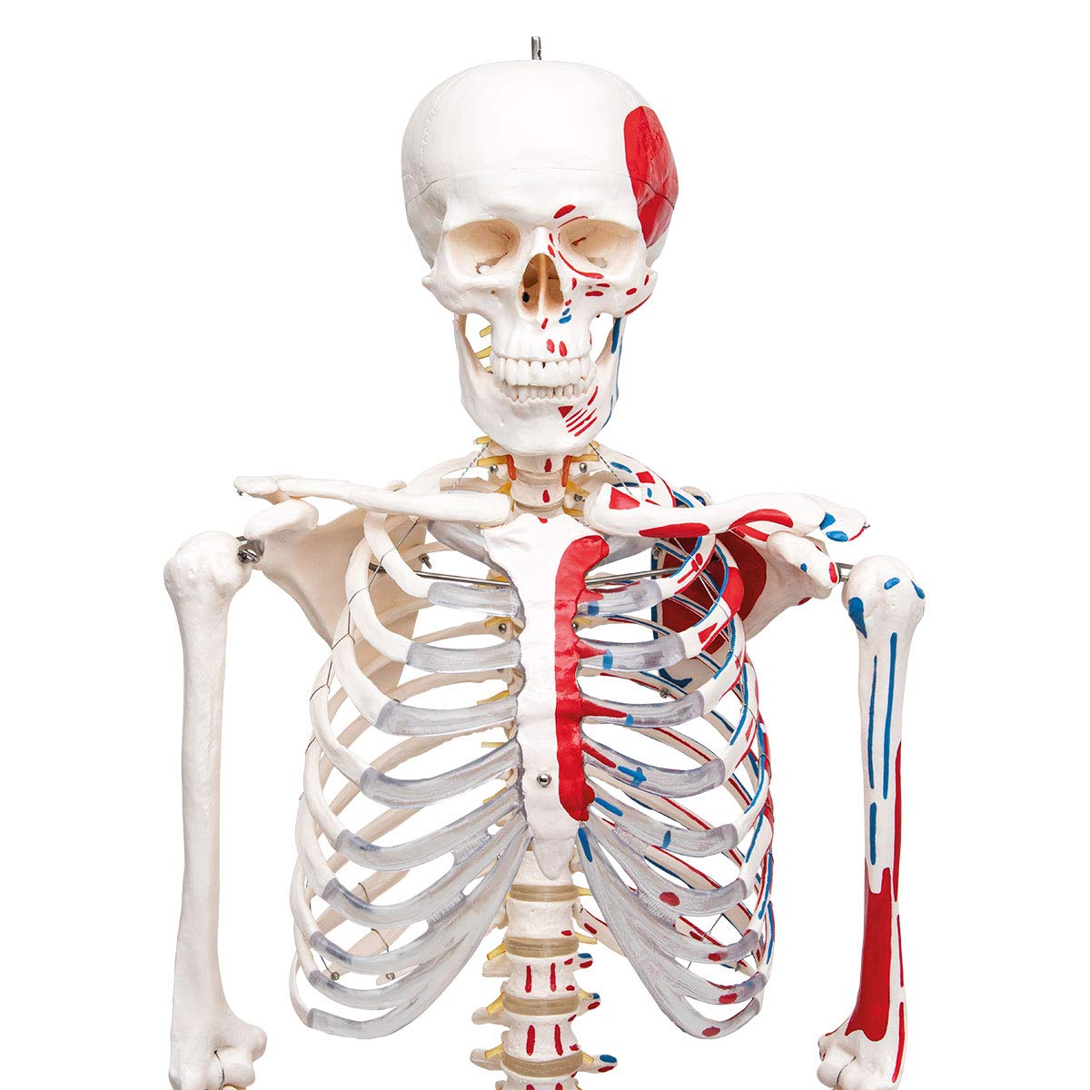 Anatomía Elemental Modelo de Esqueleto – Esqueleto Humano a Tamaño Real de PVC Duradero con Articulaciones Móviles, Inserciones y Orígenes Musculares Pintados a Mano, Soporte con Ruedas