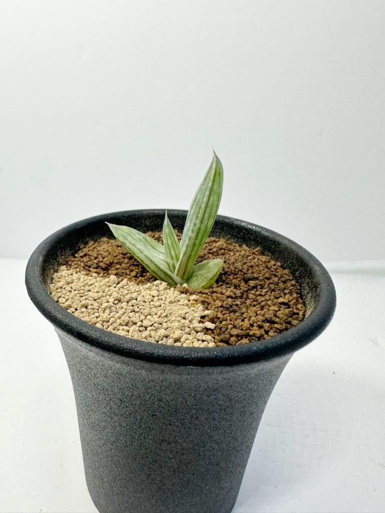 珍種 アロエ アンカラネンシス（実生苗） 珍種 アロエ アンカラネンシス（実生苗）