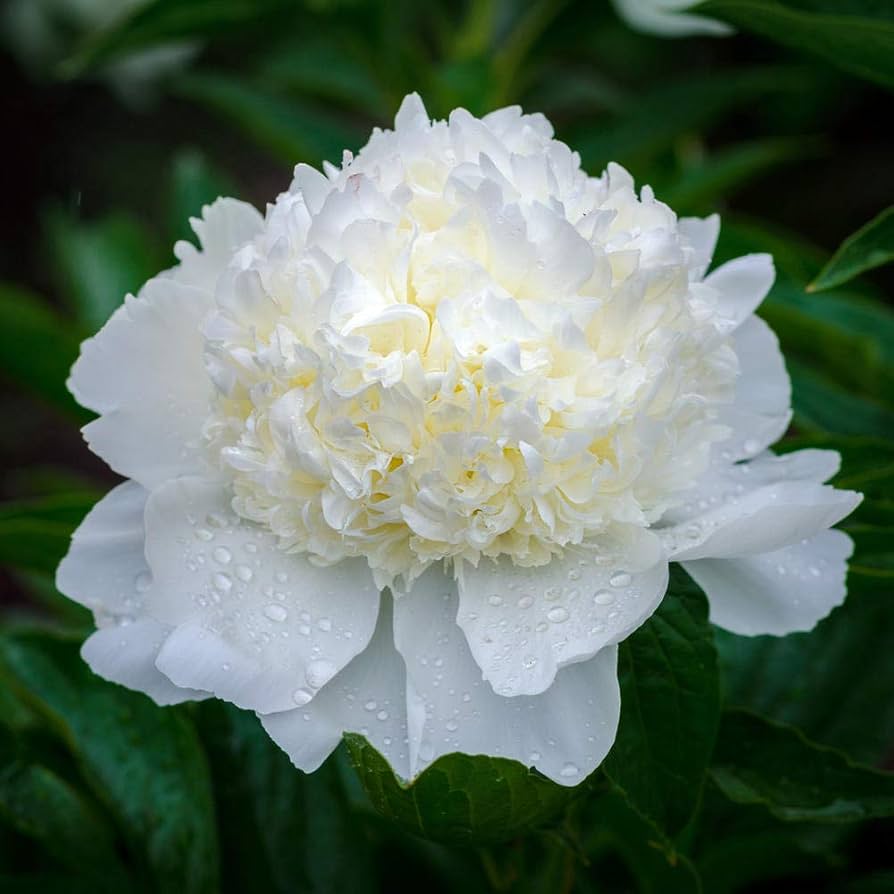 ✳︎peony✳︎ Cotton Candy Peony Mix （50+） Seeds Flowers Pack Easy Grow