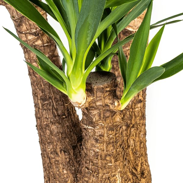 Riesen Palmlilie Yucca Elephantipes Zimmerpflanze Ø24 cm 90-100 cm
