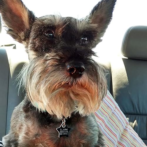 Durable Plastic Pet Id Tag, Outlasts Cheap Aluminum Tags For The Same Price, Custom Engraved, Large Blue Heart #TOP4