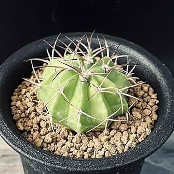 メロカクタス【恒星雲（こうせいうん）】（実生子株からの育成株