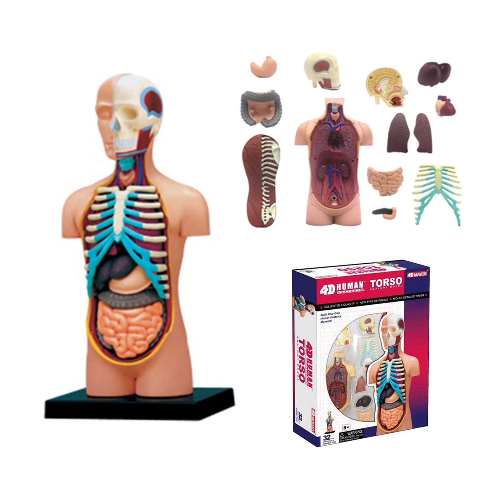 Anatomie Torse Modèle avec Organes Amovibles Étudiants Médicaux