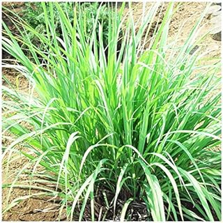 Amazon Co Jp レモングラス 苗 Amazon Co Jp レモングラス 苗