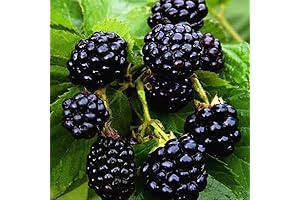 20 Thornless Blackberry Seeds - Grow Abundant Delicious Blackberries