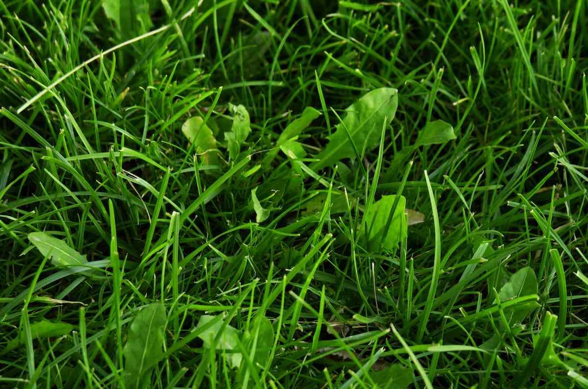 Herbicida contra Malas Hierbas de Hoja Ancha y Césped | Formato 100 ml (Para 1000 m2) | Fluroxipir 20% p/v | Herbicida Control selectivo contra hoja ancha MUY EFICAZ | Sipcam Jardin | Nexum Market