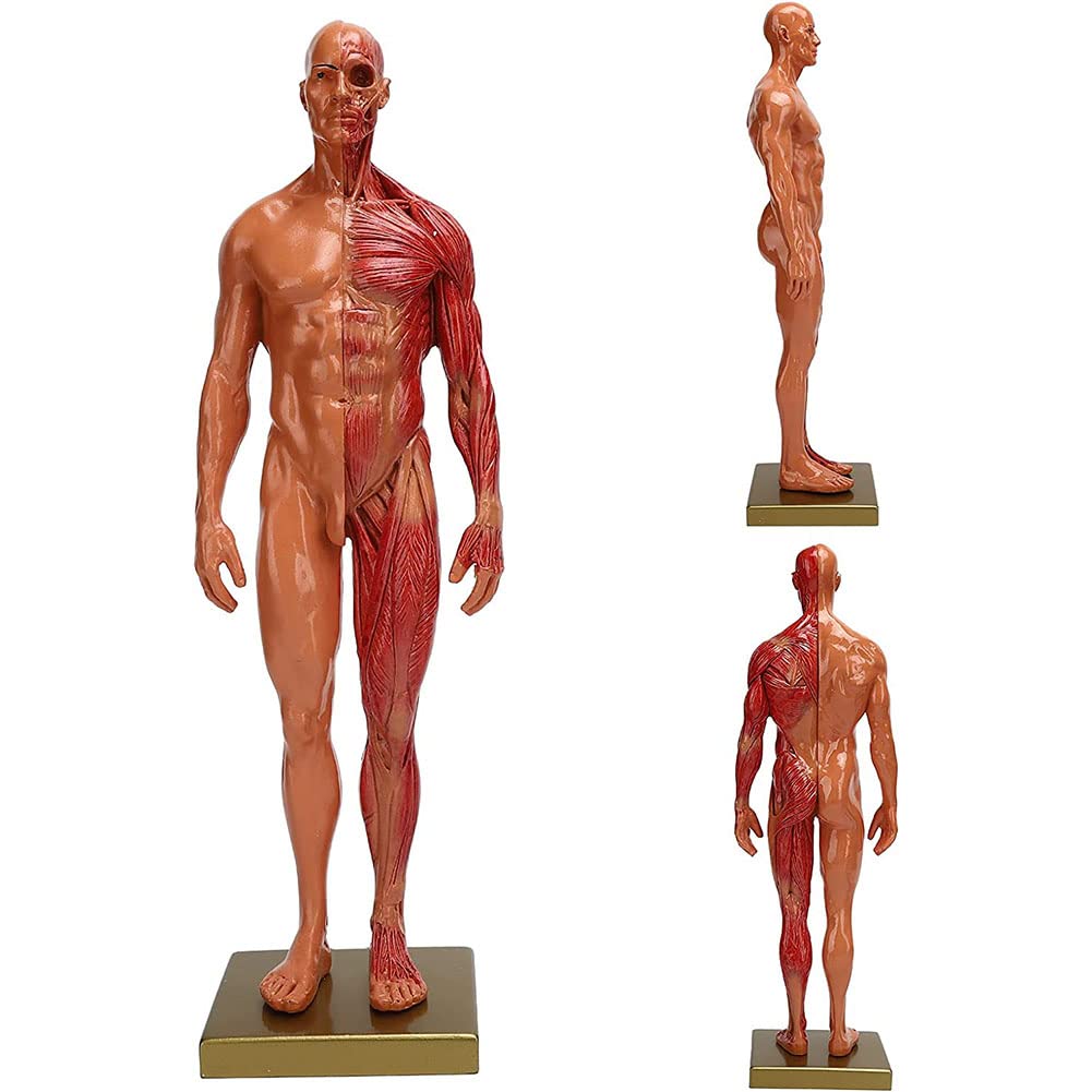 人体模型 プラスチック製 Amazon.co.jp: 人間モデル 30CM 男性樹脂人体解剖学頭蓋骨頭