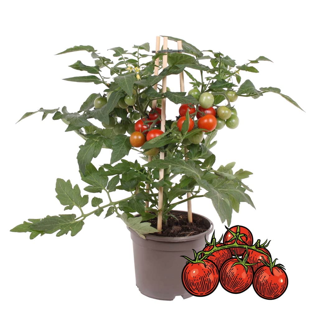 Exotenherz - Tomate cerise - tomate cerise - plante  nombreux fruits -  pour balcon et jardin - pot 14cm - lgumes  emporter : Amazon.fr: Jardin