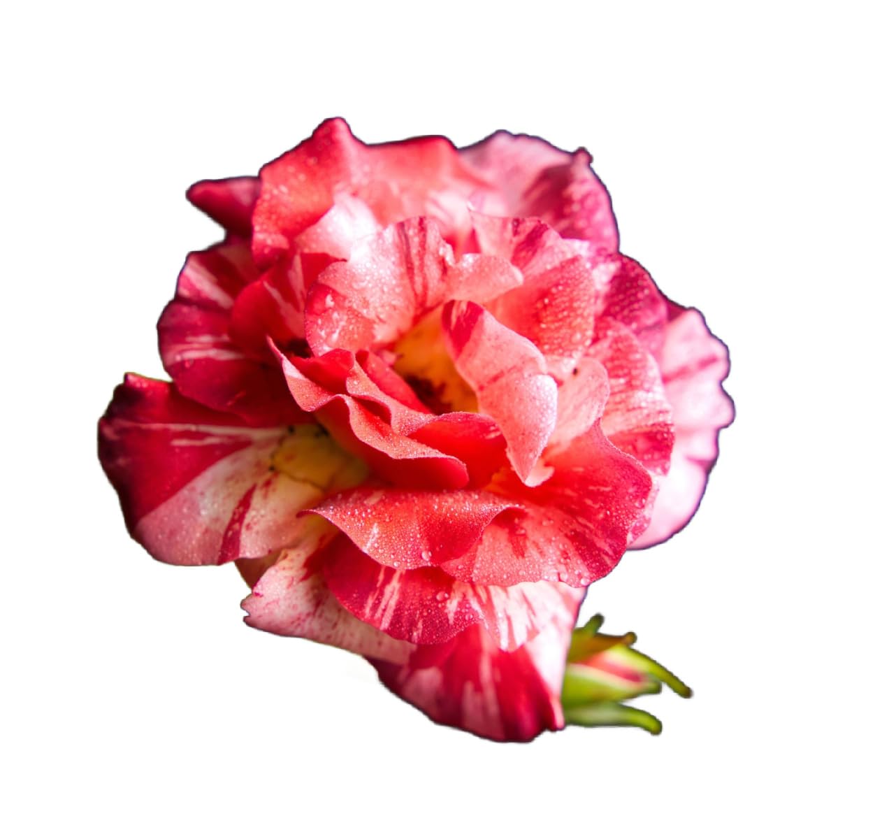 Rose Plants, Floribunda 'Drama Queen', 1 x Full Plant in a 5 Litre Pot, Roses, Garden Ready and Ready to Plant, Premium Quality Garden Roses
