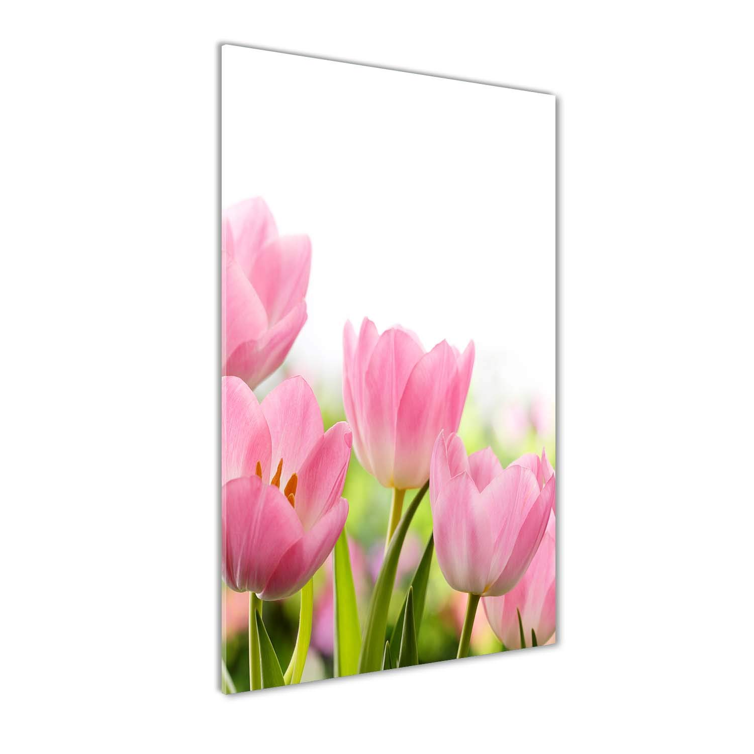 Tableau panoramique Tulipes Roses en impression sur verre Tulup 60x120 cm