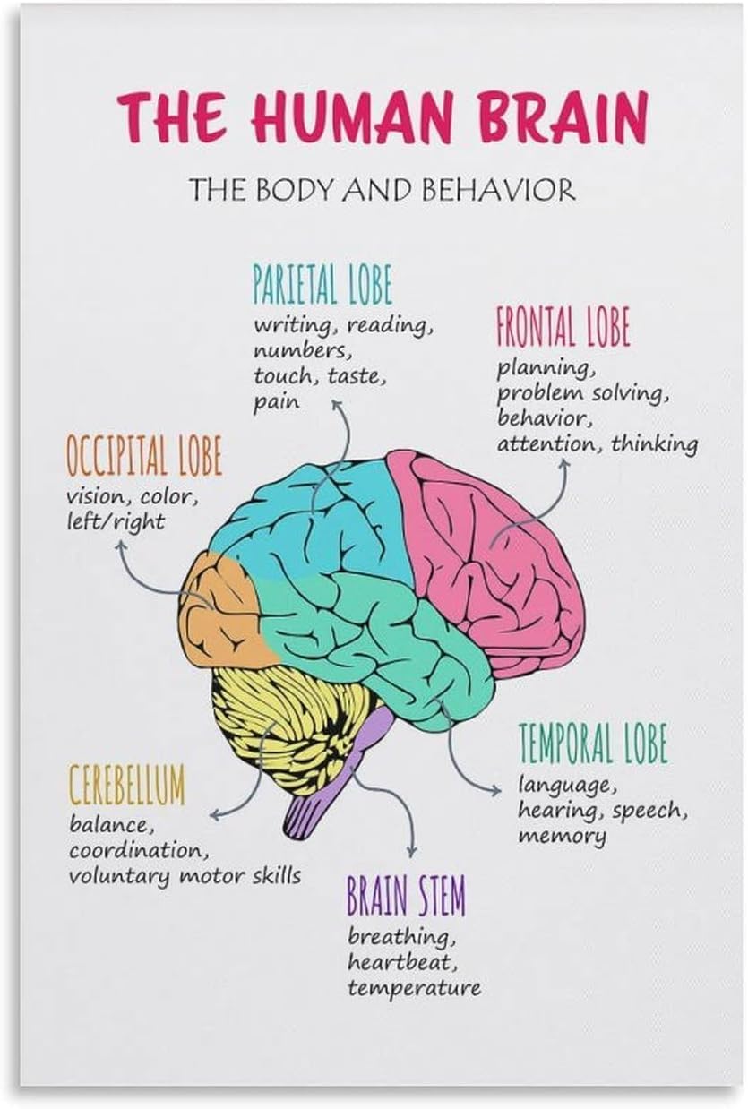 IFJFP Brain Poster, Brain Lobes Functions, Therapy Office Decor, The Human Brain, Brain Anatomy for Kids, Classroom Poster Metal Tin Sign 8x12 inch