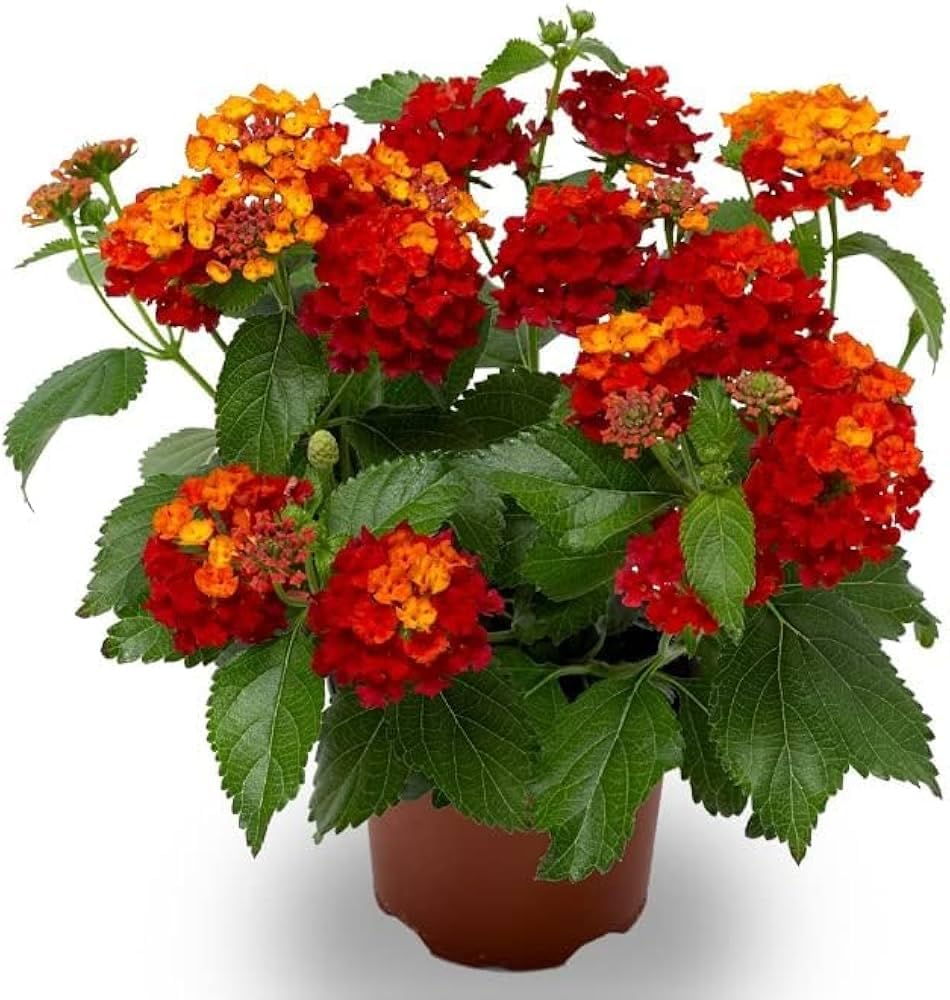 Red Lantana Live Plant, Vibrant Flowering Shrub, Hardy Long Blooming, Perfect for Garden and Balcony-image-43
